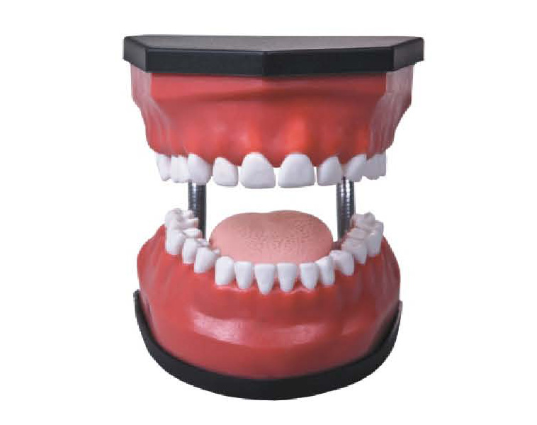 HM/K3 Luxurious Dental Care Model(32pcs，Backout)